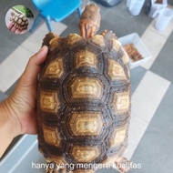 Kura darat hybrid Redcata super red kawin silang sulcata with red foot special colour high doom bula