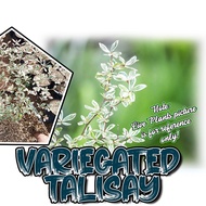 Talisay Varigated SEEDS also known as African VARIEGATED OUTDOOR PLANT Garden Plant Decor and Ornaments