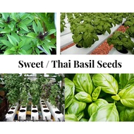 Basil Thai Genovese Seeds for Soil Hydroponics Aeroponics