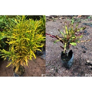 Codiaeum variegatum puding puling Croton 变叶木 LIVE PLANT OUTDOOR