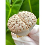Lithops gracilidelineata c189 荒玉 韦胧玉 生石花 2.2cm bare roots 裸根发货