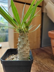 象牙宮苗～3年Pachypodium Gracilius
