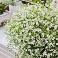 適用於花園、草地和景觀美化 四季花卉種子野花種子（滿天星種子）