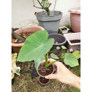 colocasia nancy revenge