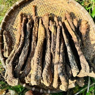 SA Premium natural dried Mongolian hummus root from fresh desert hummus