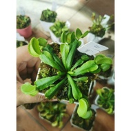 Dionaea Muscipula "Green Microdent" Venus Flytrap Carnivorous Plant