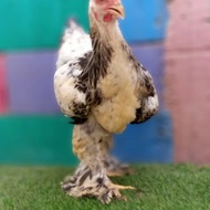 Induk Ayam Hias Brahma Kaki Berbulu Indukan