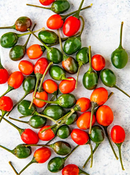 biji benih Guyana Cherry Pepper/ cili guyana cherry - pedas sangat *