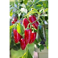 Benih Bibit Cabe Terpedas Jalapeno Cabai Terpedas Dunia Jalapeno
