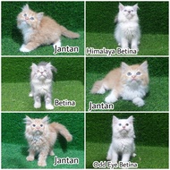 jual Kitten Persia Flatnose 2.5 bulan Lucu anak kucing anggora angora