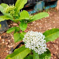 MOVEE - Real Live Plant [ Ixora white ] 仙丹花