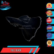 Guppy Full Black