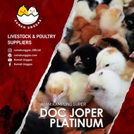 DOC JOPER PLATINUM (Bibit Ayam Joper)