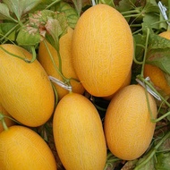 Benih Golden Rock Melon 5pcs/黄金哈蜜瓜籽