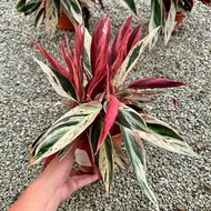 90s Greenovation Live Plant Calathea Triostar /Stromanthe 七彩竹芋 P150