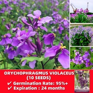 High Quality 10 seeds Orychophragmus Violaceus Seed เมล็ดบอนสีสวยๆ บอลสีชนิดต่างๆ บอนสี เมล็ดดอกไม้ Potted Flower Plant ต้นไม้มงคล บอนสีราคาถูกๆ ดอกไม้ บอนสีหายาก ไม้ประดับมงคล ดอกไม้ปลูกสวยๆ หัวบอนสี กล้วยด่าง บอนไซ เมล็ดพันธุ์ เมล็ดผักต่างๆ