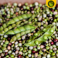 High Quality KADYOS PIGEON PEAS seeds binhi for planting