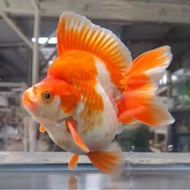 Hiasan aquarium ikan mas koki Ryukin RW