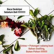 Entres adenium bunga tumpuk siap grafting series2
