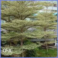 ▼ ☪ African Talisay Variegated small size only