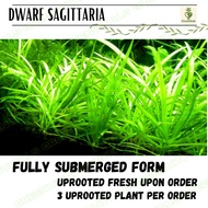 Sagittaria Subulata 'Dwarf mini'  3 UPROOTED plants
