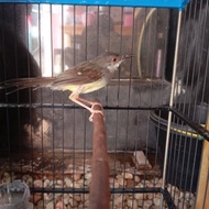 Burung Ciblek Semi Gacor Jaminan
