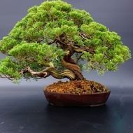 White Pine Pinus Parviflora Tree Bonsai Seeds