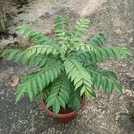 Curry leaves plant ( 6inch pot, 200-250mm ht, 8 inch pot 400-500mm)