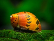 4 ekor redspot snail nerite snail aquarium decoration