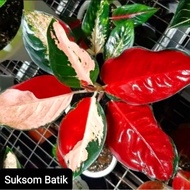 Aglonema Suksom Batik Tri Color Merah Roset/ Aglaonema Suksom Batik