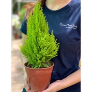 GPS Green Plant Society live plant Goldcrest (Lemon Cypress) 香松