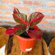 tanaman hias aglonema red stardus / tanaman hias aglonema / aglonema