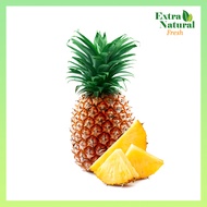 Pineapple MD2 1pcs (Nenas) |Fresh Fruit| [Extra Natural Fresh]