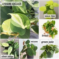 Pokok Philodendron Hederaceum Heartleaf Cream Splash Brasil Green Jade Lemon Lime Silver Stripe micans ready stock