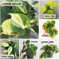 Pokok Philodendron Hederaceum Heartleaf Cream Splash Brasil Green Jade Lemon Lime Silver Stripe mica