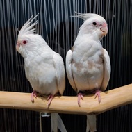 Burung Parkit Australia - Falk White Face - Falk Albino