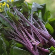 Red Vegetable Moss Seeds October Red Autumn Vegetable Moss Seeds Seeds Four Seasons Sowing Farm Vege