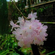 anggrek dendro mutabile