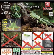 枯葉螳螂扭蛋part 4 青綠1號一個bandai 500 yen 動物大圖鑑扭蛋grasshopper