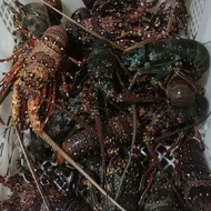 Lobster laut isi 3 - 4 1kg