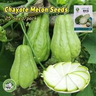 25pcs/pack Chayote Seeds for Planting Vegetables 100% Fresh Chayote Melon Seeds Sayote Chayote Seedl