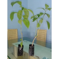 pokok ketum ayam(ternakkan)