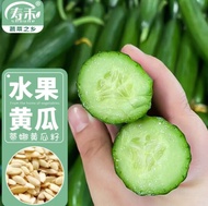 Fruit cucumber seeds Small green melon without thorns pot planting rapeseed Weifeng Tina 2 cucumber seeds