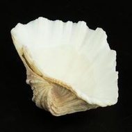 硨磲貝擺件 台座 置物 單瓣