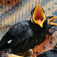 Burung BEO anakan