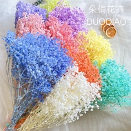 Immortal Grade Real Dream Star Big aaa Flower Head Home Dried Flower Bouquet Flower Natural Star Mil