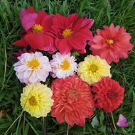 Dahlia Tuber Mix (Mix Series Collection Dec'25)