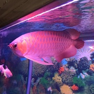 Arwana Super Red 40cm Special Kesayangan Dengan Aquarium Set