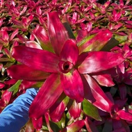 Bromeliad - Neo Green Apple / Gha Garden House