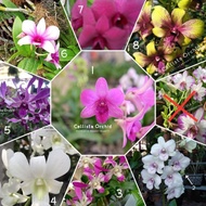 New Anggrek Dendrobium Import Bangkok Thailand Pra Dewasa Sd Dewasa